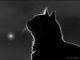 Аватар для blackcat